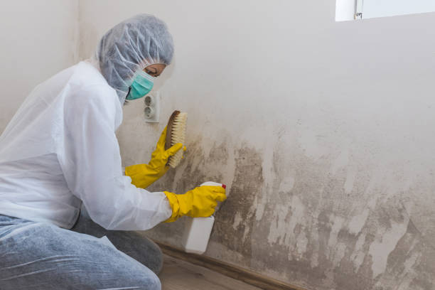 Best Best Mold Removal Companies  in Wheatland, WY