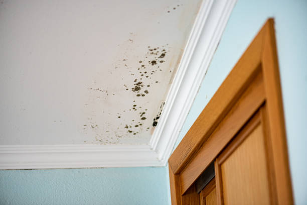 Mold Testing and Removal in Wheatland, WY
