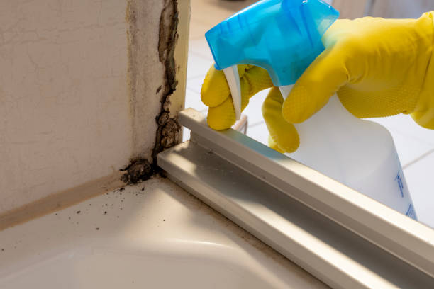 Best Professional Mold Removal  in Wheatland, WY
