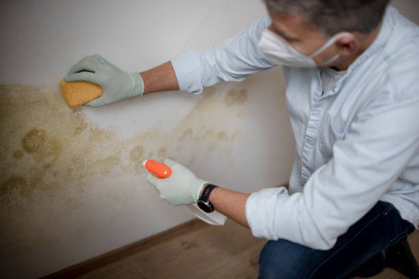 Best Emergency Mold Removal  in Wheatland, WY