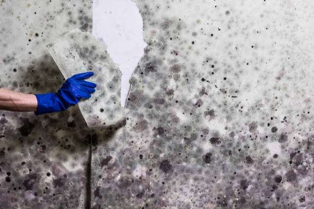 Home Mold Removal in Wheatland, WY