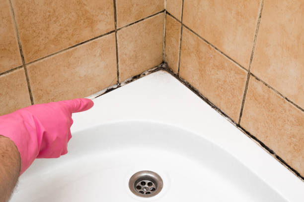Trusted Wheatland, WY Mold Removal Experts